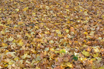 Yellow dry maple leaves background. Autumn season when leaves fall from trees. Leaves under the trees on the sidewalk in the city.