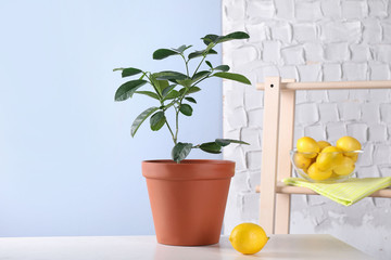 Potted lemon tree and ripe fruit on white table indoors