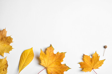 Naklejka na ściany i meble Flat lay composition with autumn leaves on white background. Space for text