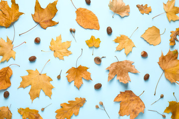 Flat lay composition with autumn leaves on blue background