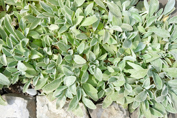 Shrubs silvery sage (Salvia officinalis) in the botanical garden. Medicinal sage leaves top view. Sage is commonly used as a culinary herb.