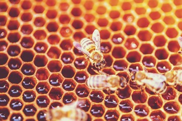 Bee.
