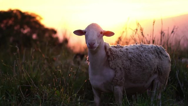 Cute sheep on green pasture. Farm animal portrait. Concept of farming, countryside agriculture, work on a farm, organic eco farm.