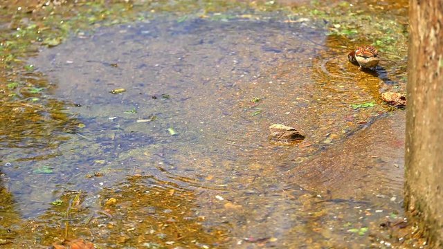 sparrow jumps in water, slow motion