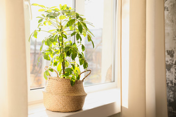 Beautiful Schefflera plant on windowsill at home