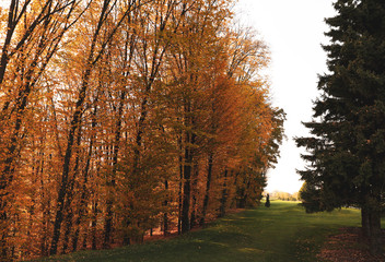 Beautiful trees with golden leaves in park. Autumn season