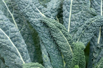A variety of cabbage that does not head out. The leaves are wavy on the edge, round shape, green....