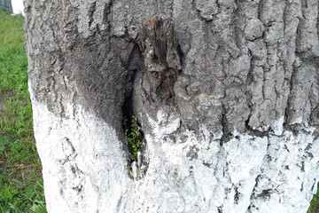 The trunk of a tree, whitewashed from below, close-up. The texture of the tree bark. Painted old tree in the summer on a background of green grass.