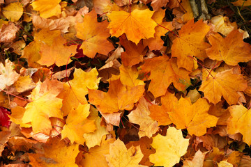 Naklejka na ściany i meble Top view of colorful leaves on ground. Autumn season
