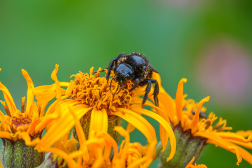 bee on flower
