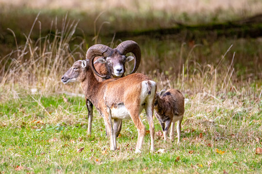 Muffelwild