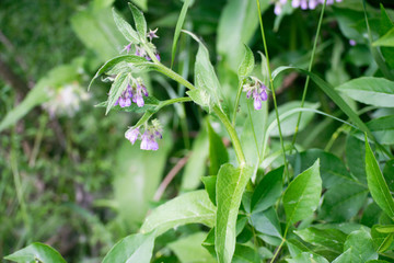 flowers in the field