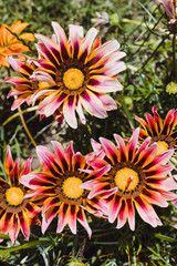 African native Gazania daisies with vibrant yellow and red tones