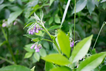 Obraz premium purple flowers in the field