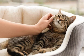 Tuinposter Woman petting cute tabby cat at home, closeup. Lovely pet © New Africa