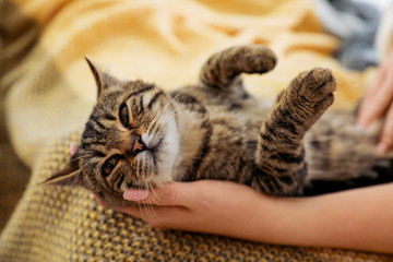 Woman petting cute tabby cat at home, closeup