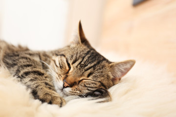 Fototapeta na wymiar Cute tabby cat lying on faux fur, closeup. Lovely pet