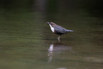 Wasseramsel