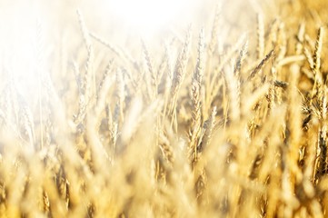 Fototapeta premium Field.