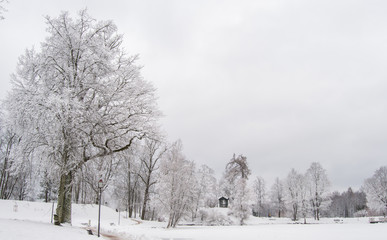 winter in park