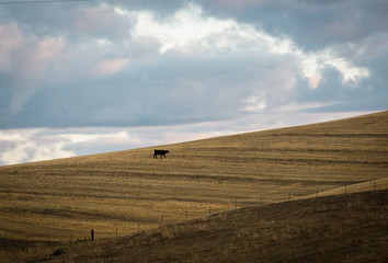 Fototapeta na wymiar Angus cow in rural Washington