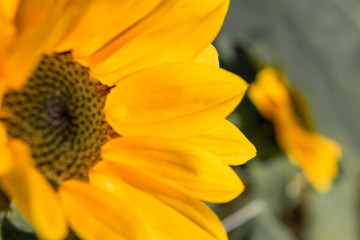 Girassol em detalhe com pétalas amarelas