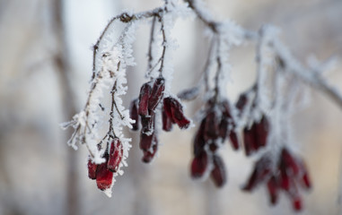 red berries in winter