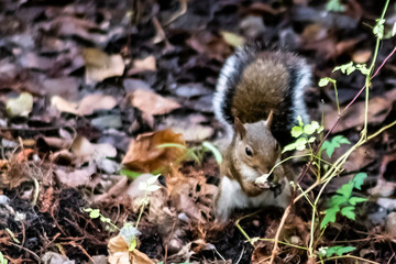 squirrel in the leaves