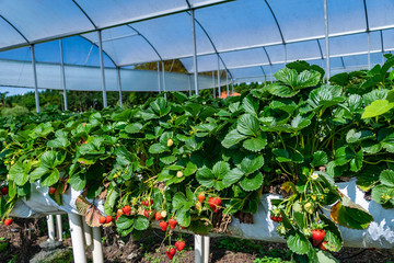 Organic Strawberry agricultural Greenhouse with hydroponic shelving system