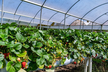Organic Strawberry agricultural Greenhouse with hydroponic shelving system