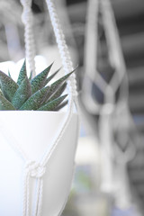 A background of hanging succulent plants as interior design decorations.
