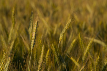 field of wheat
