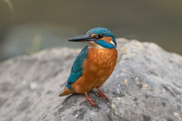 Eisvogel
