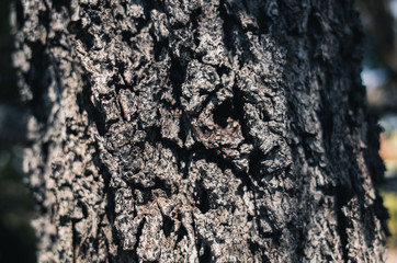 tree bark texture