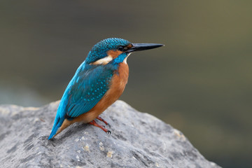 Eisvogel