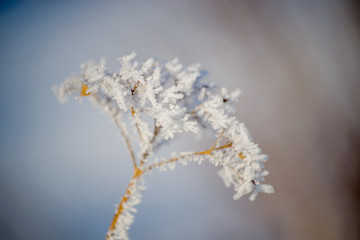 branch of a tree in snow
