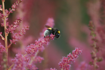 ladybug on flower