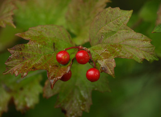 red berries on a branch