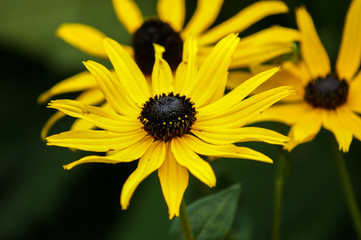 bee on flower