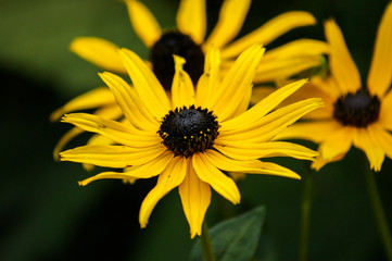 bee on flower