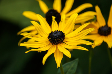 bee on yellow flower