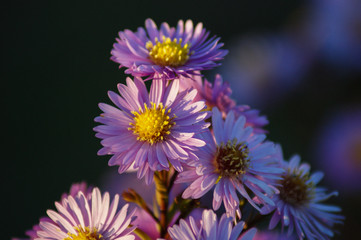 Obraz premium flowers on a green background