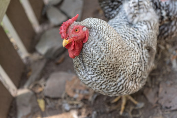 Barred Cochin Rooster