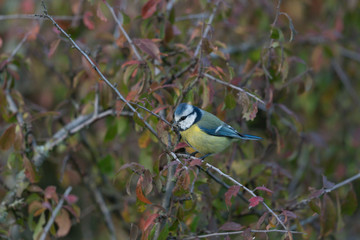 Blaumeise