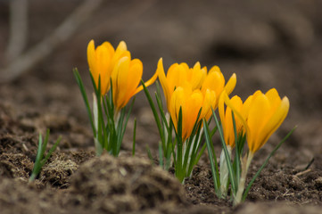 Fototapeta premium yellow crocus in the grass