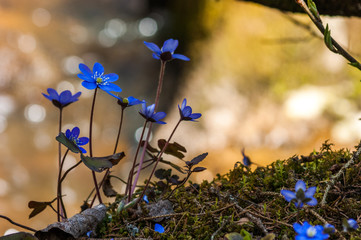 flowers on blue background