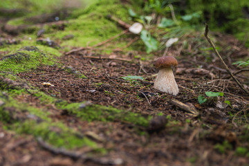 mushroom in forest