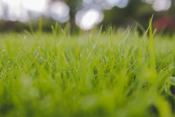 grass with water drops of dew