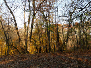 Scenic woodland hillside with yellow maple foliage