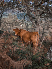Bonita vaca de carne en el monte entre matorrales en otoño en Cantabria, España.